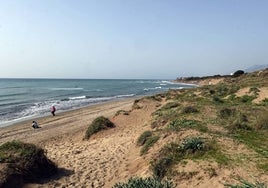 A Cabopino, ante las dunas de Artola, han llegado arribazones de Posidonea oceánica.