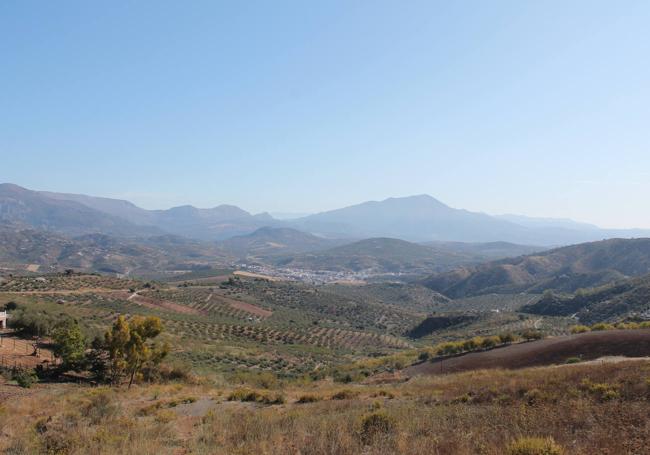 En el entorno de Riogordo son especialmente abundantes los olivares verdiales.