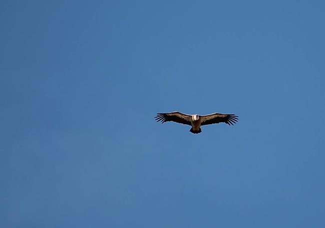 El buitre leonado se deja ver casi siempre en el camino