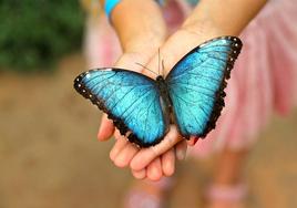 Programan una excursión al mariposario de Benalmádena