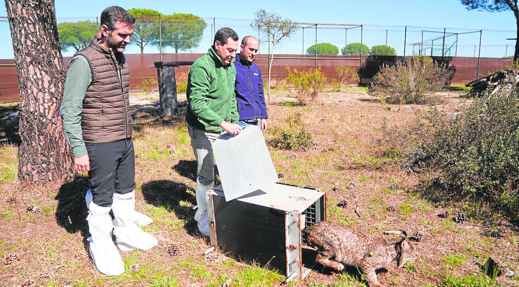 El presidente de la Junta, Juanma Moreno, en la suelta de un lince hembra ayer en Doñana.