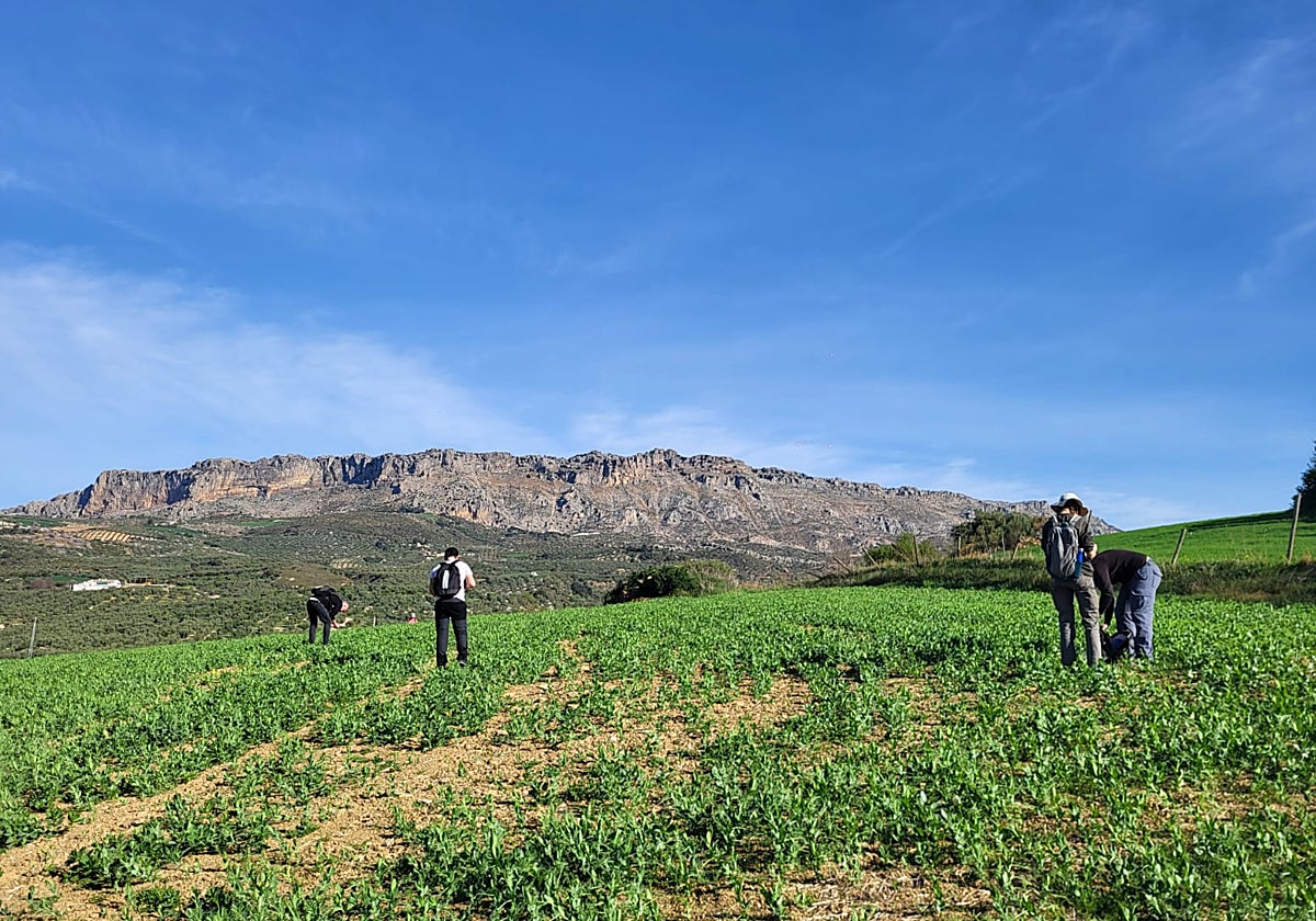 Sondeo arqueológico en Villanueva de la Concepción.