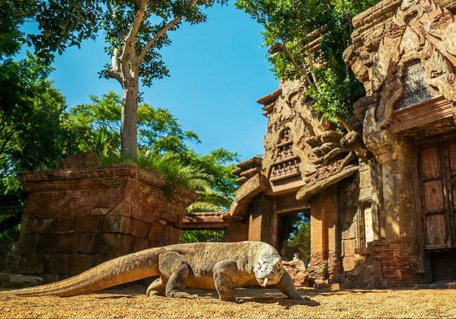 Ejemplar del dragón de Komodo en Bioparc.