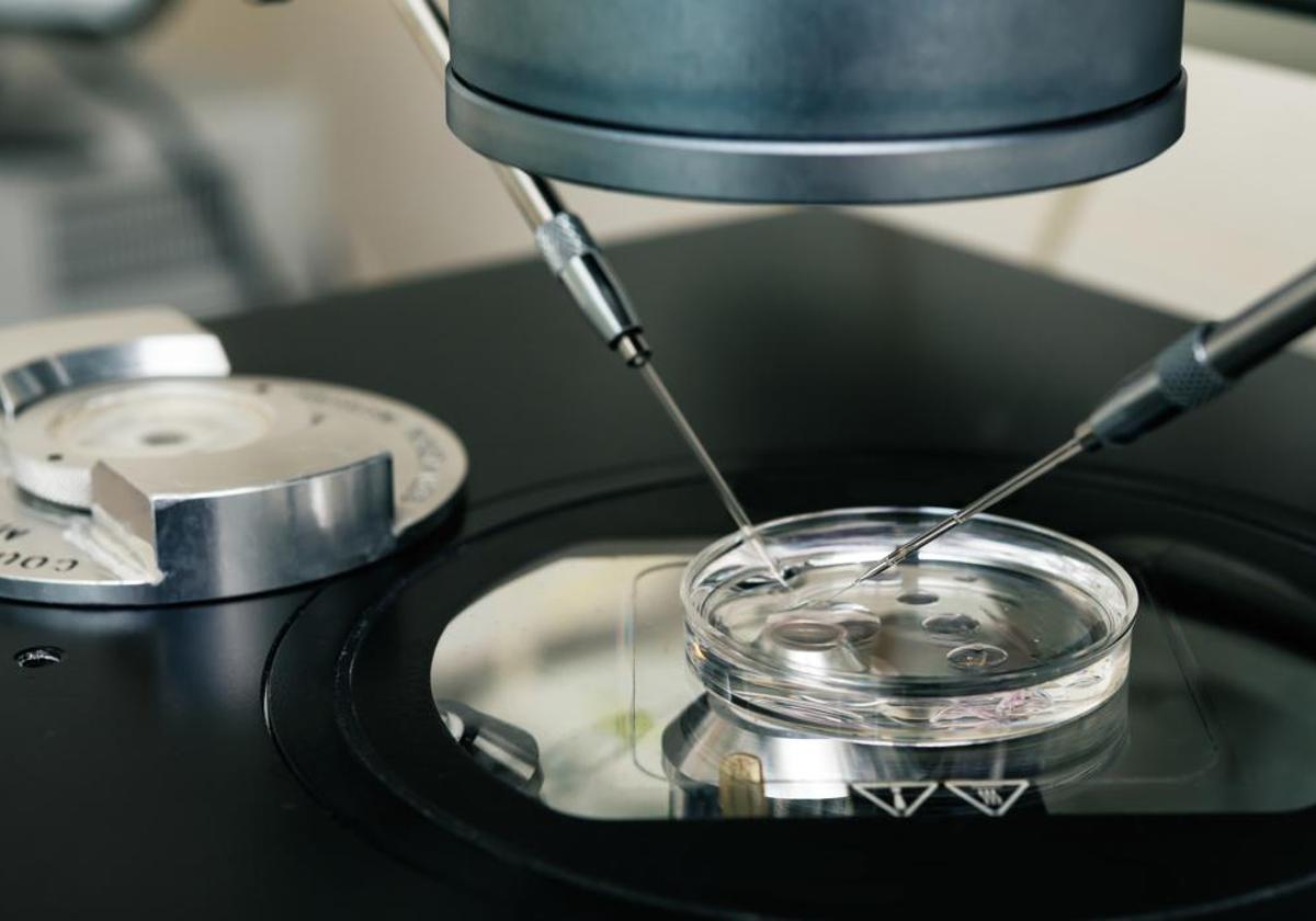 El SAS confirma un segundo caso de fecundación in vitro «errónea»