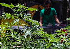 Dos detenidos en Marchena por un cultivo de 570 plantas de marihuana