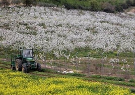 Cerezos en flor en Alfarnate, en una imagen de archivo.