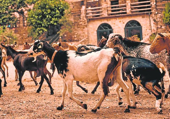 Cabras en la finca del hotel.