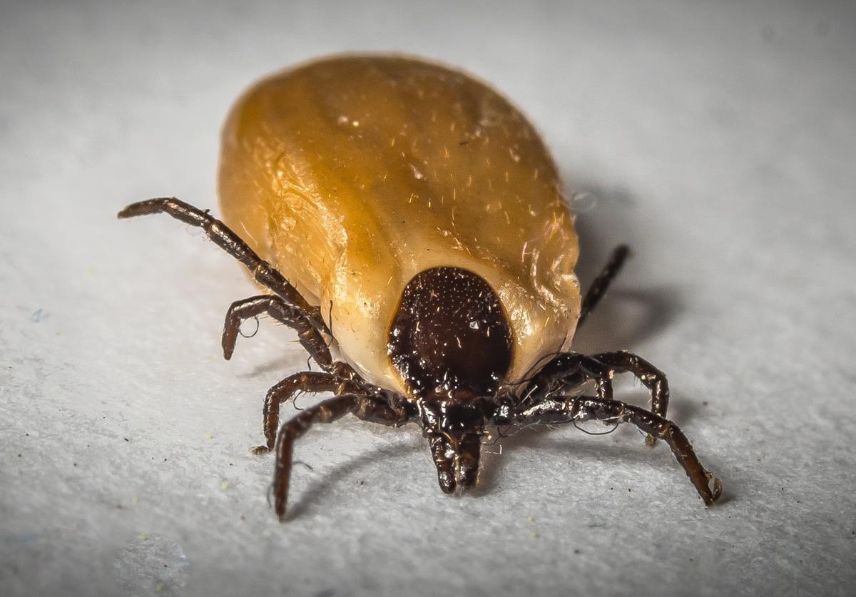 Alertan de los peligros de las picaduras de garrapata: cómo evitarlas