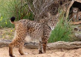 La población de lince ibérico en libertad crece por primera vez en más de cien ejemplares en un solo año en Andalucía