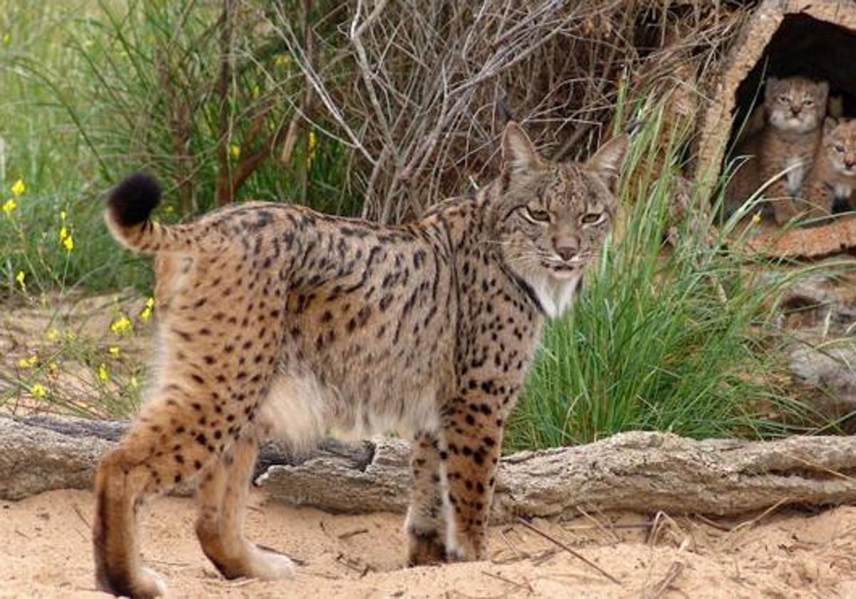 La población de lince ibérico en libertad crece por primera vez en más de cien ejemplares en un solo año en Andalucía