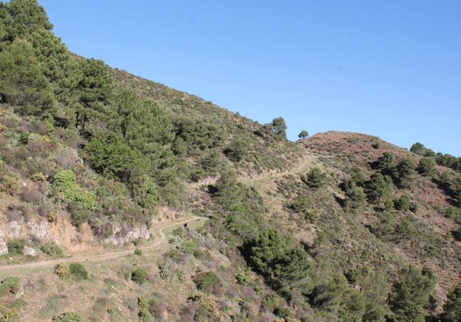 Sendero que conduce hasta los pies del cerro de Híjar.