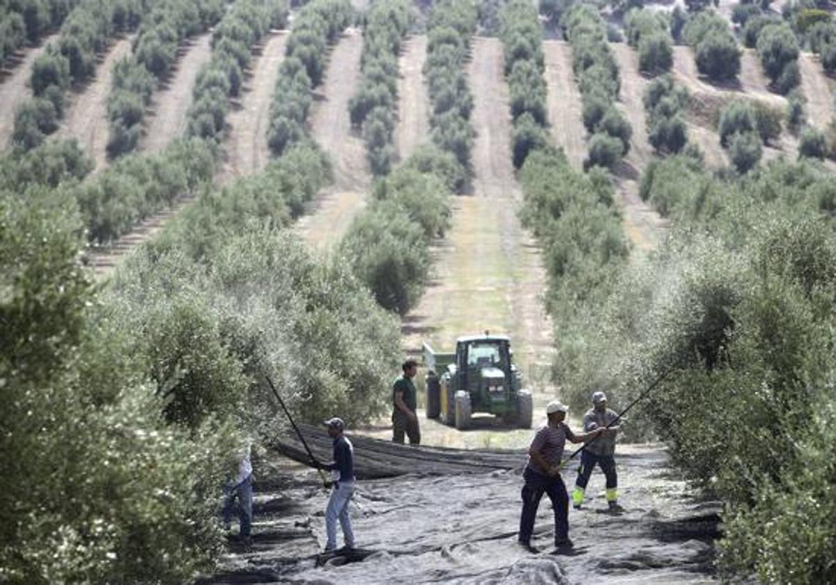 La Junta de Andalucía impulsa ayudas agroambientales por primera vez desde el inicio del nuevo marco de la PAC