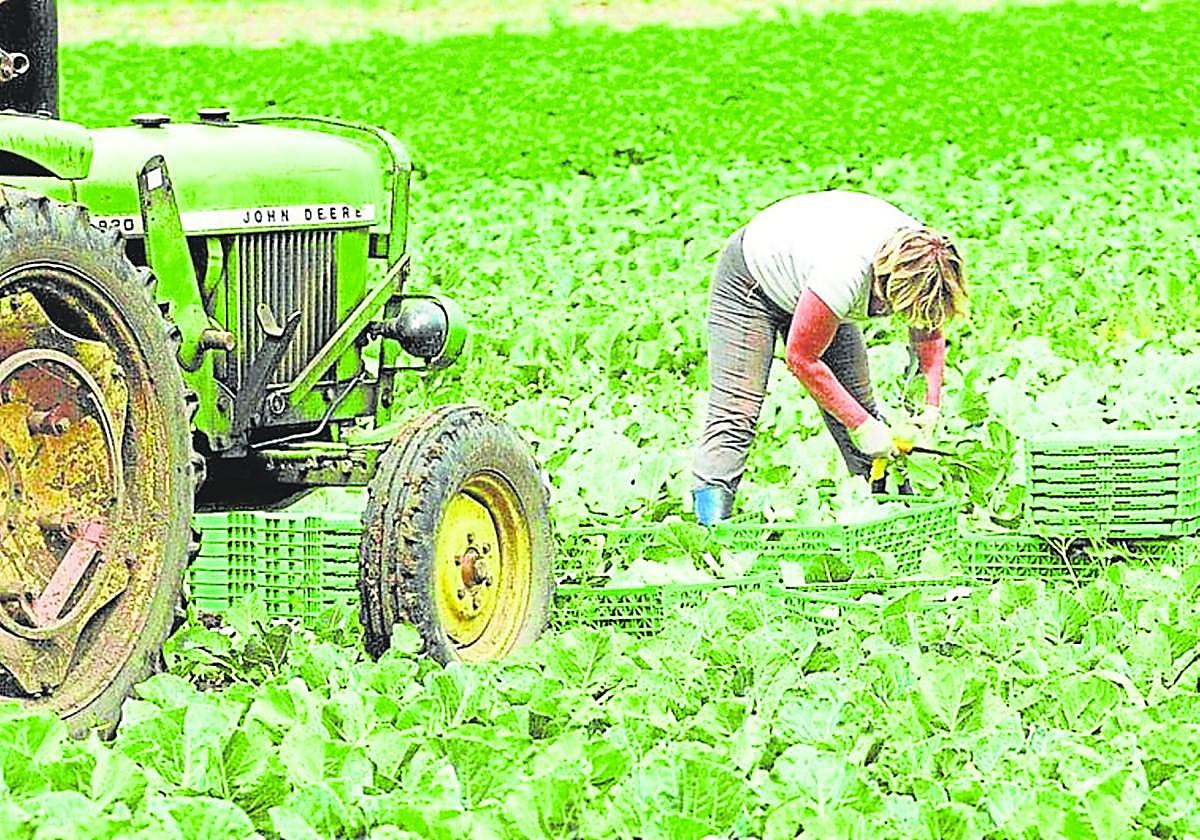 Las hortalizas son las que están tirando de las exportaciones andaluzas en los primeros meses del año.