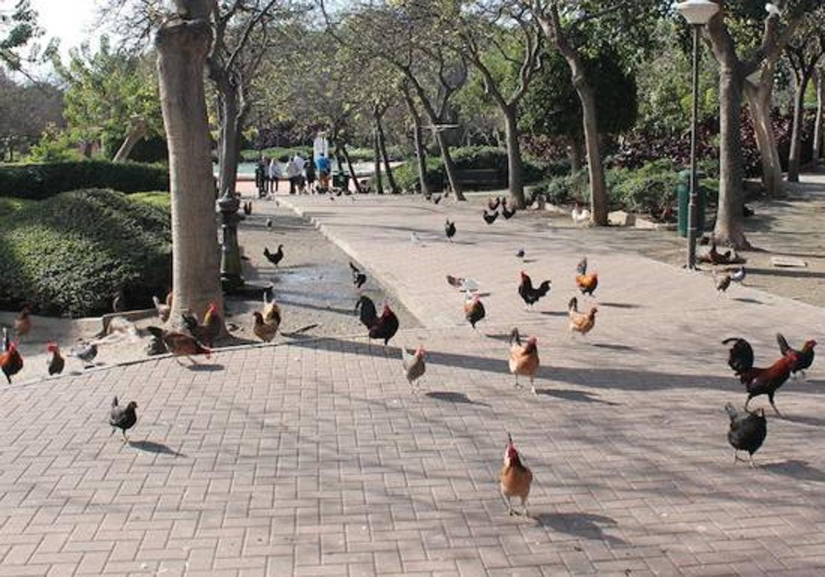 Benalmádena quiere recuperar los gallos y gallinas del entorno del parque de La Paloma