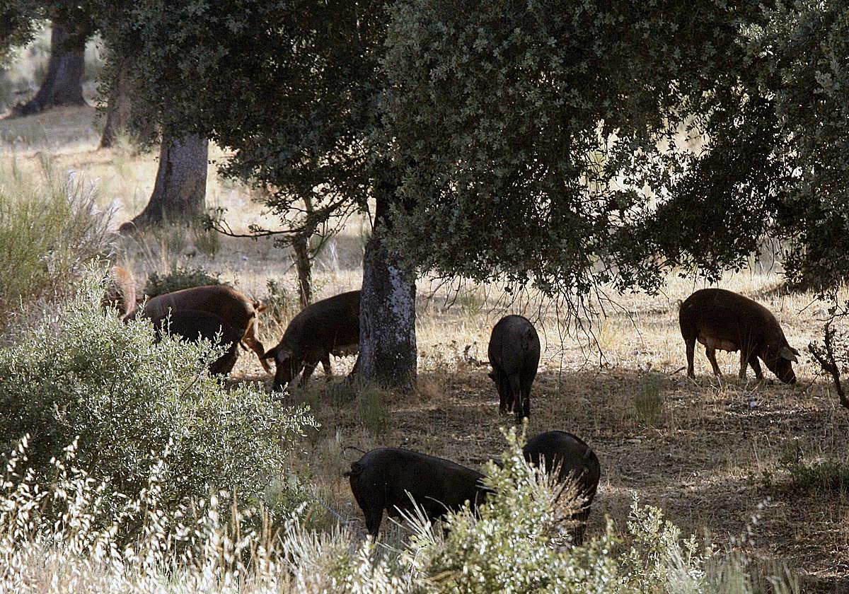 COAG pide al Gobierno la inclusión del porcino ibérico en extensivo en las ayudas por la sequía
