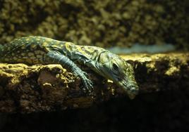 Una de las crías de Bioparc Fuengirola.