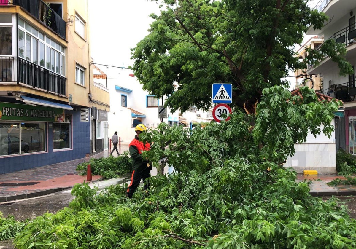 Las fuertes lluvias ocasionan la caída de un árbol de grandes dimensiones en Fuengirola