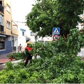 Las fuertes lluvias ocasionan la caída de un árbol de grandes dimensiones en Fuengirola