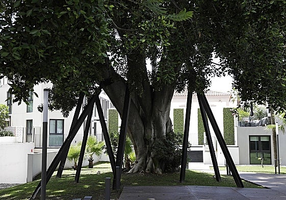 Sistema de puntales que protegen un viejo ficus dentro de una urbanización de Málaga.