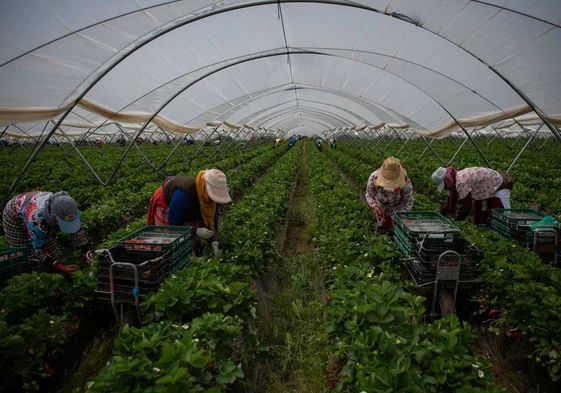 Recogida de fresas en una explotación en el término municipal de Ayamonte.