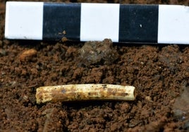 Excavación arqueológica de un 'dentalium' en la Cueva de Ardales.