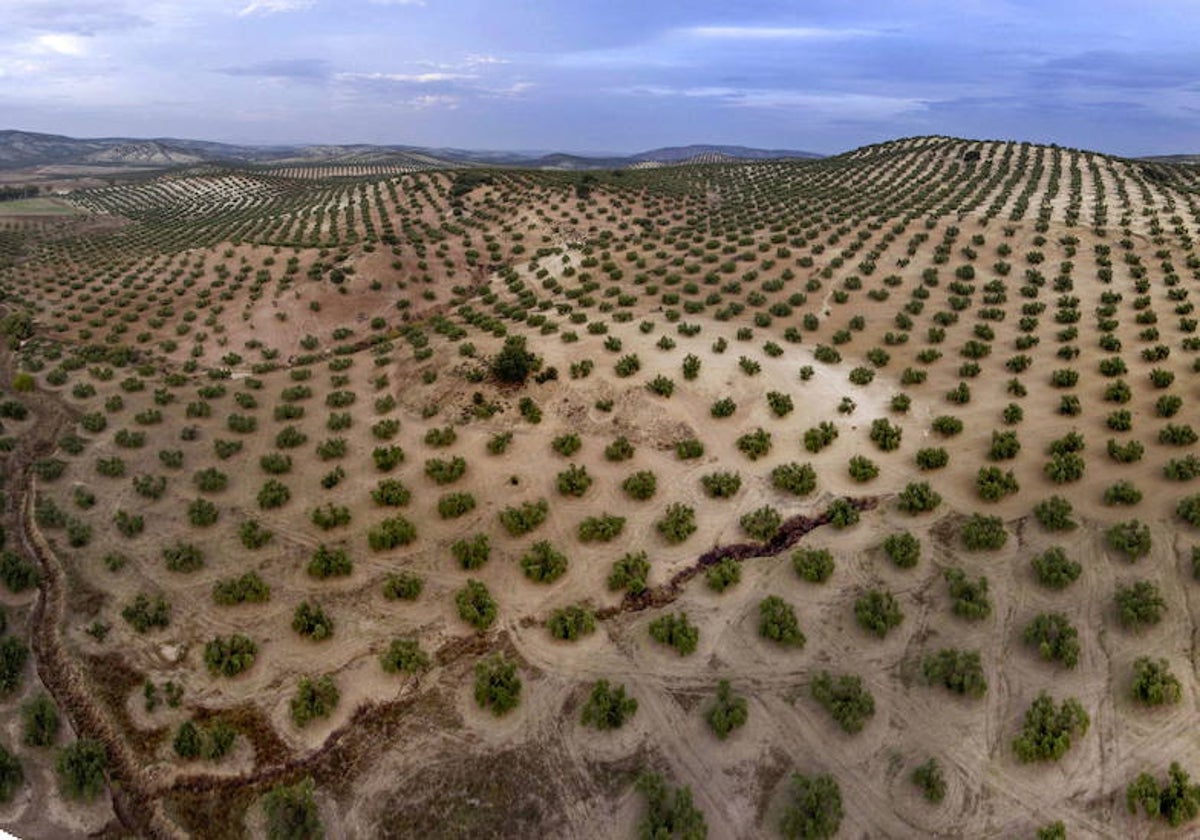 Campo de olivos en la provincia de Jaén. La sequía está ralentizando al sector primario andaluz.