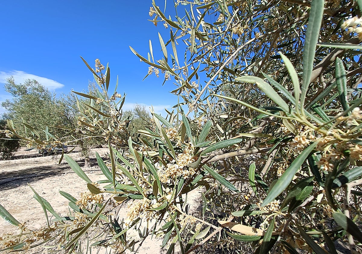 La imagen muestra un olivo afectado por la sequía, en Campillos.