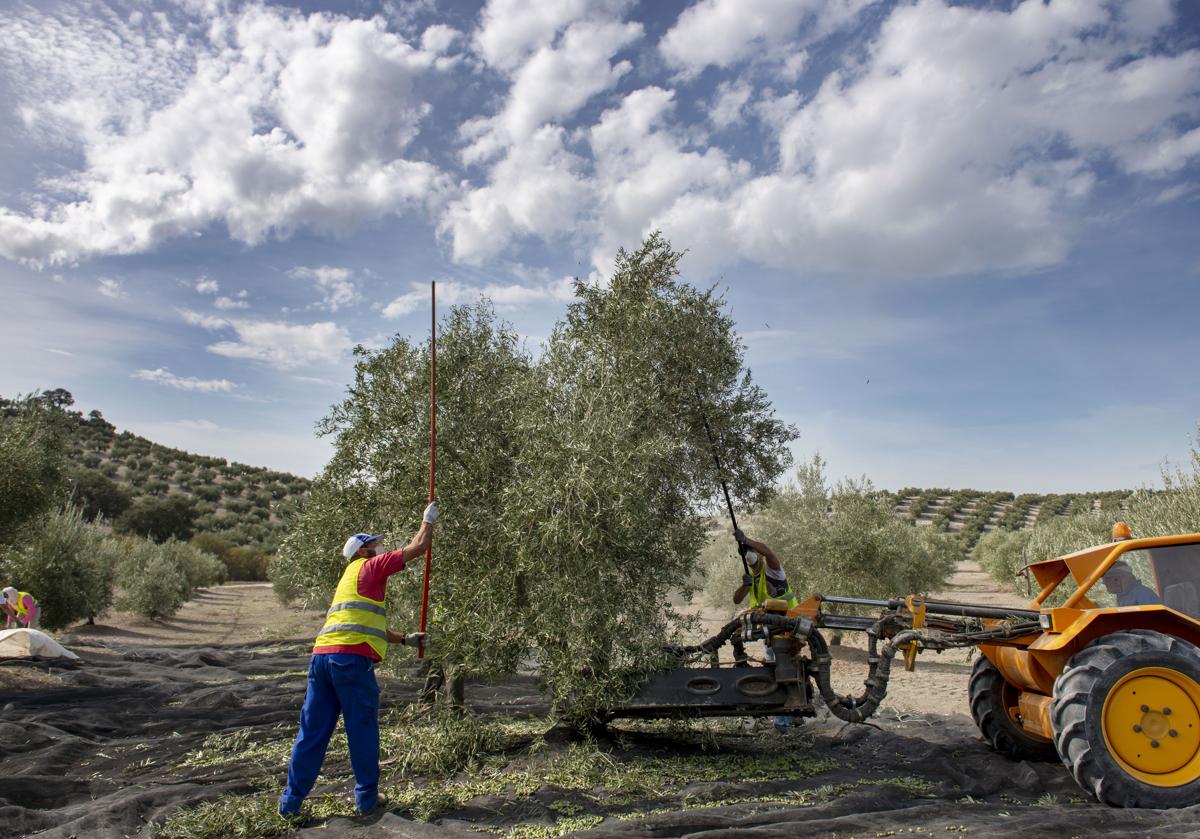 La Junta impulsa ocho firmas agro andaluzas con hasta 55 reuniones de negocio con importadores chilenos