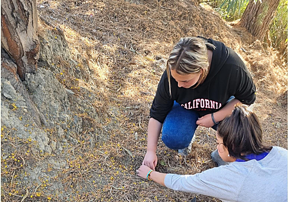 Alumnas del IES Mediterráneo, analizando la descomposición vegetal en los suelos del instituto.