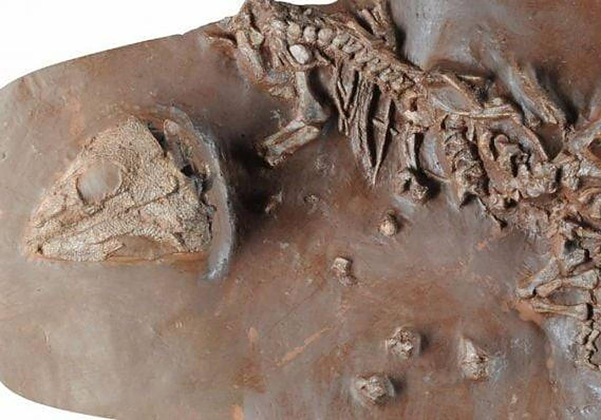 Hallan en España el esqueleto fósil de una nueva especie de reptil de hace unos 270 millones de años
