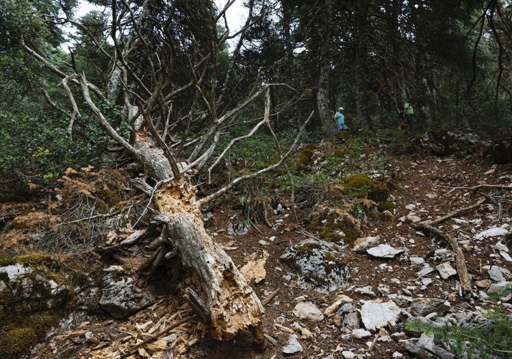 Tronco seco de un pinsapo, después de ser derribado por las plagas.