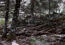 La situación de los pinsapos en la Sierra de las Nieves por la sequía, en imágenes