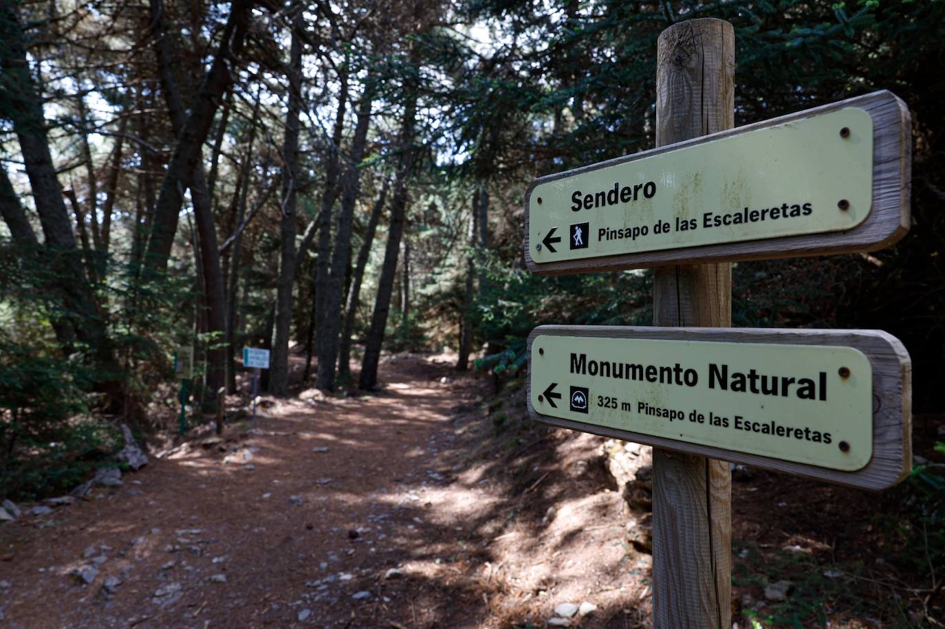 La situación de los pinsapos en la Sierra de las Nieves por la sequía, en imágenes