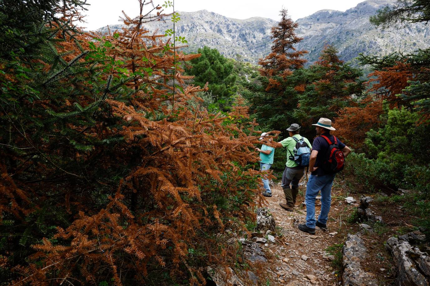 La situación de los pinsapos en la Sierra de las Nieves por la sequía, en imágenes