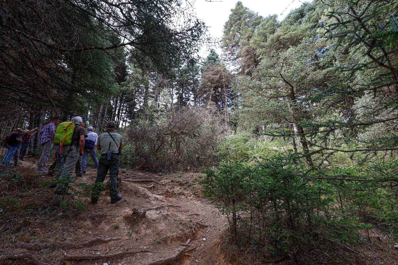 La situación de los pinsapos en la Sierra de las Nieves por la sequía, en imágenes