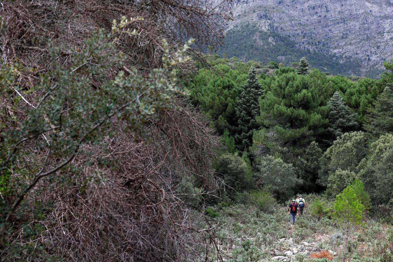 La situación de los pinsapos en la Sierra de las Nieves por la sequía, en imágenes