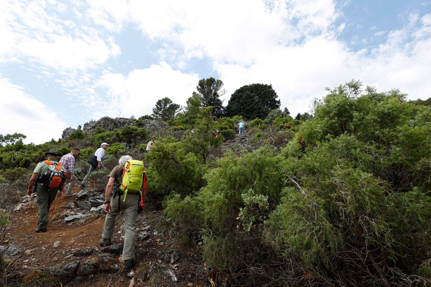 La situación de los pinsapos en la Sierra de las Nieves por la sequía, en imágenes