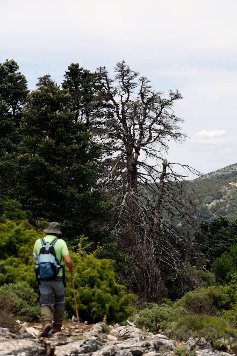 La situación de los pinsapos en la Sierra de las Nieves por la sequía, en imágenes