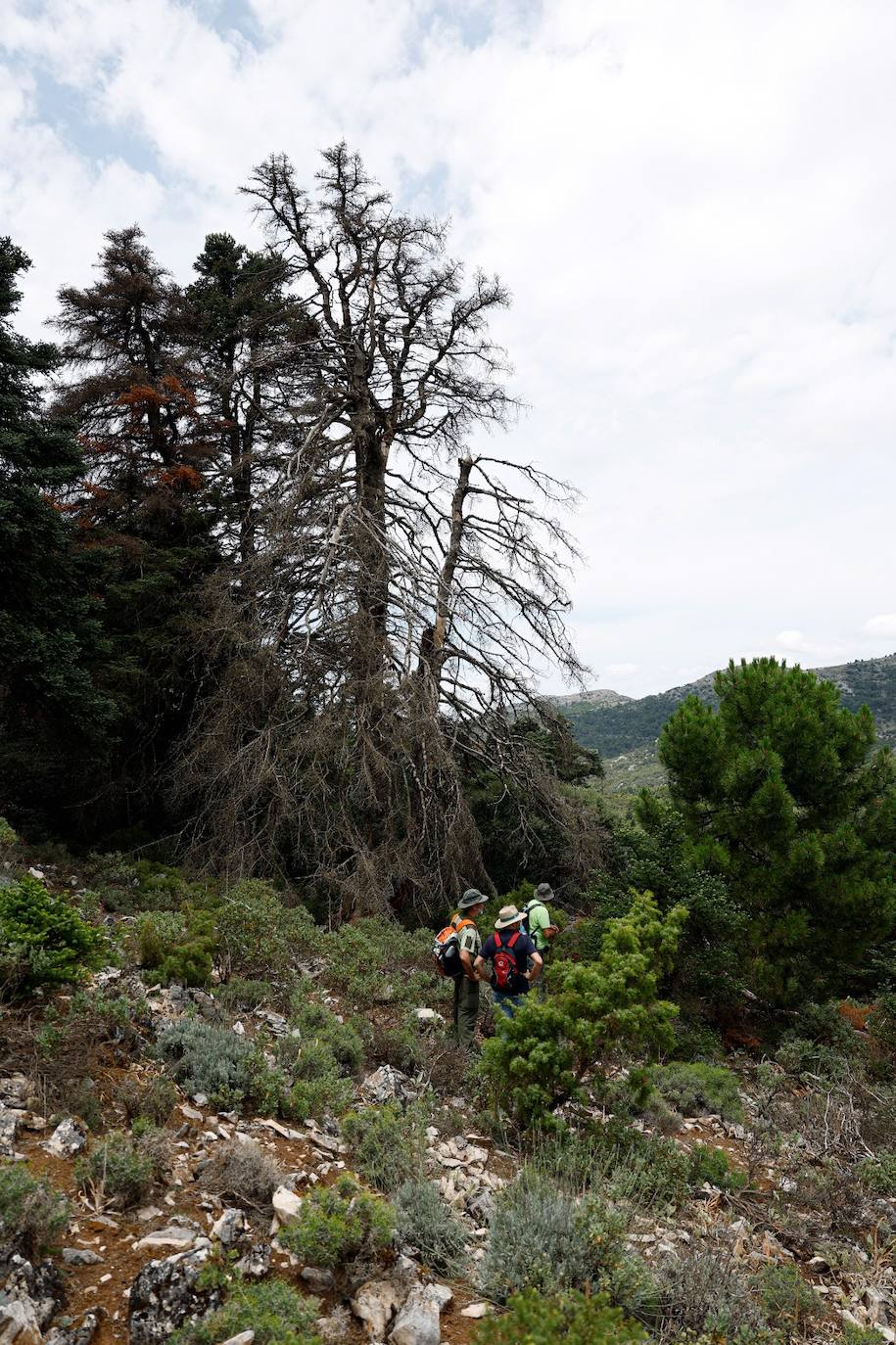 La situación de los pinsapos en la Sierra de las Nieves por la sequía, en imágenes