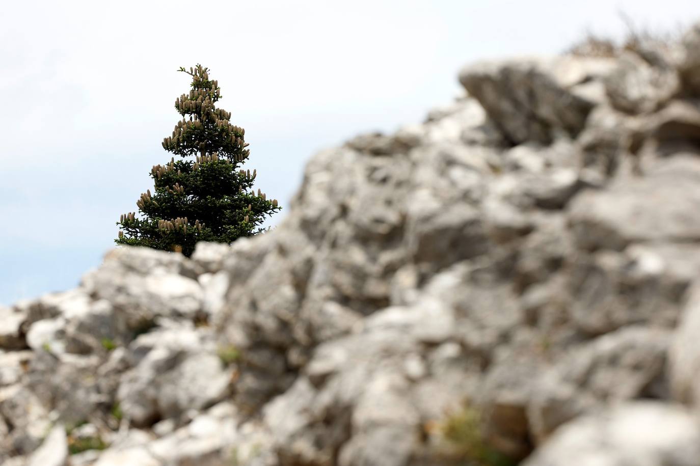 La situación de los pinsapos en la Sierra de las Nieves por la sequía, en imágenes