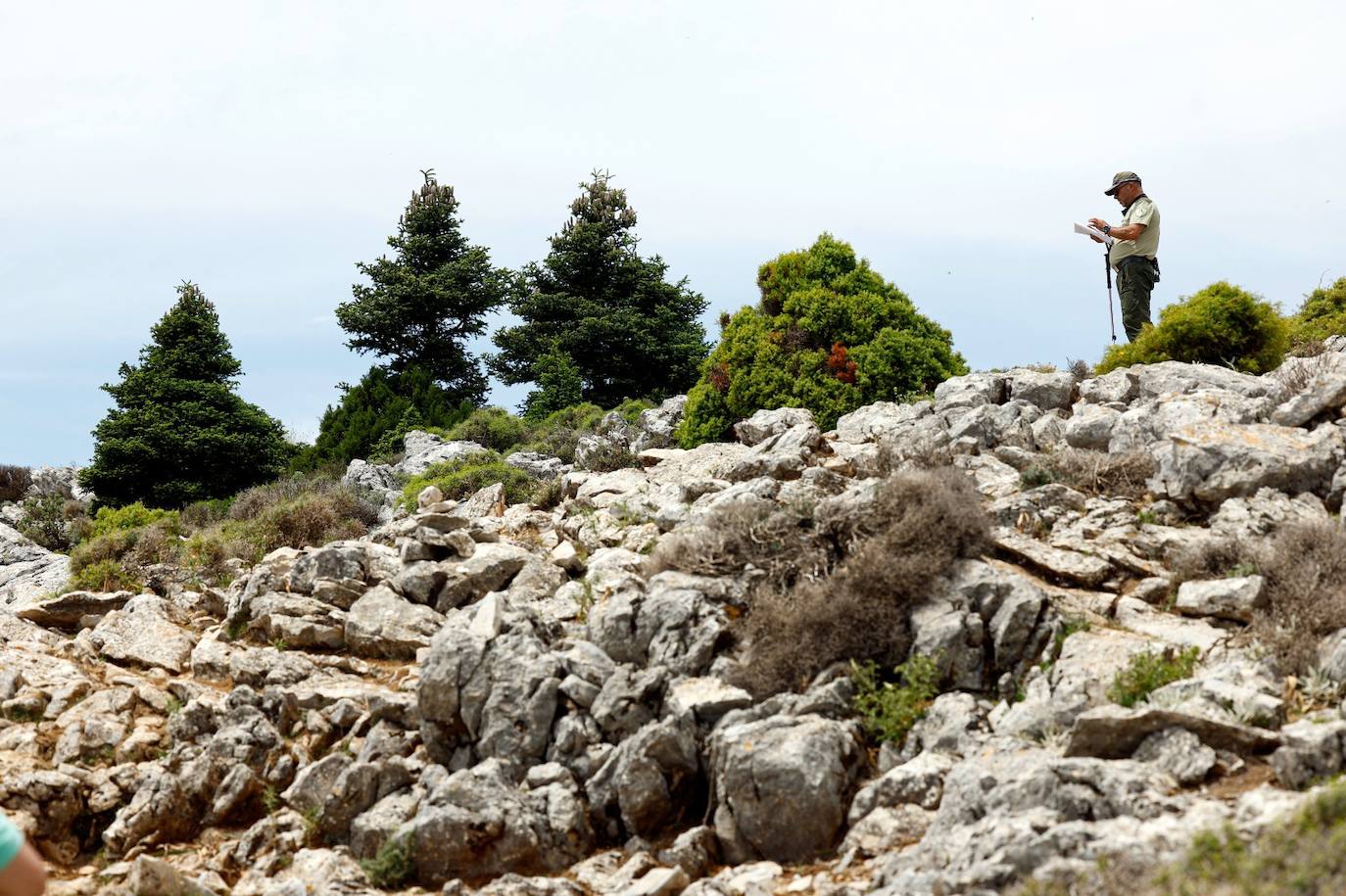 La situación de los pinsapos en la Sierra de las Nieves por la sequía, en imágenes