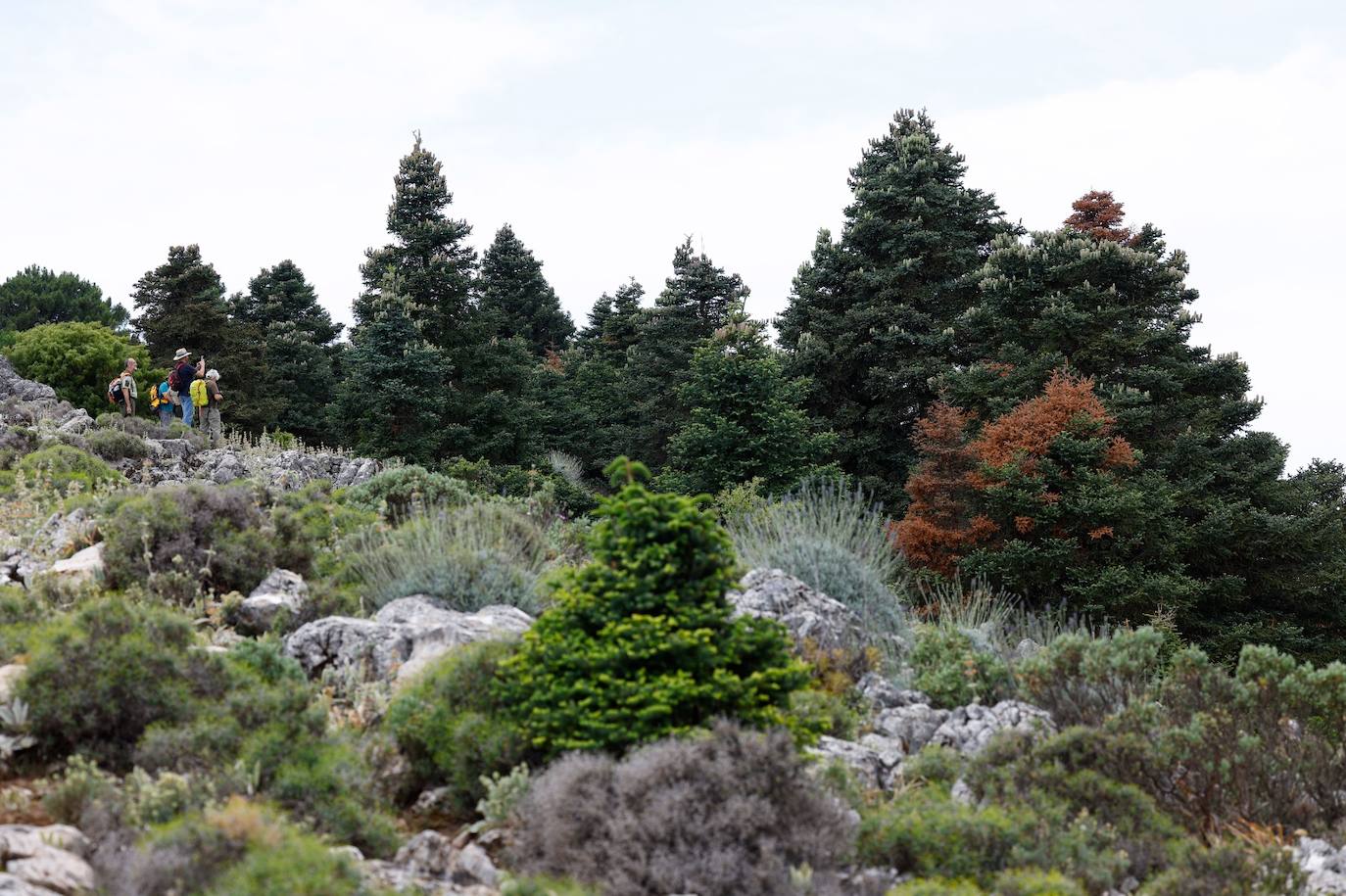 La situación de los pinsapos en la Sierra de las Nieves por la sequía, en imágenes