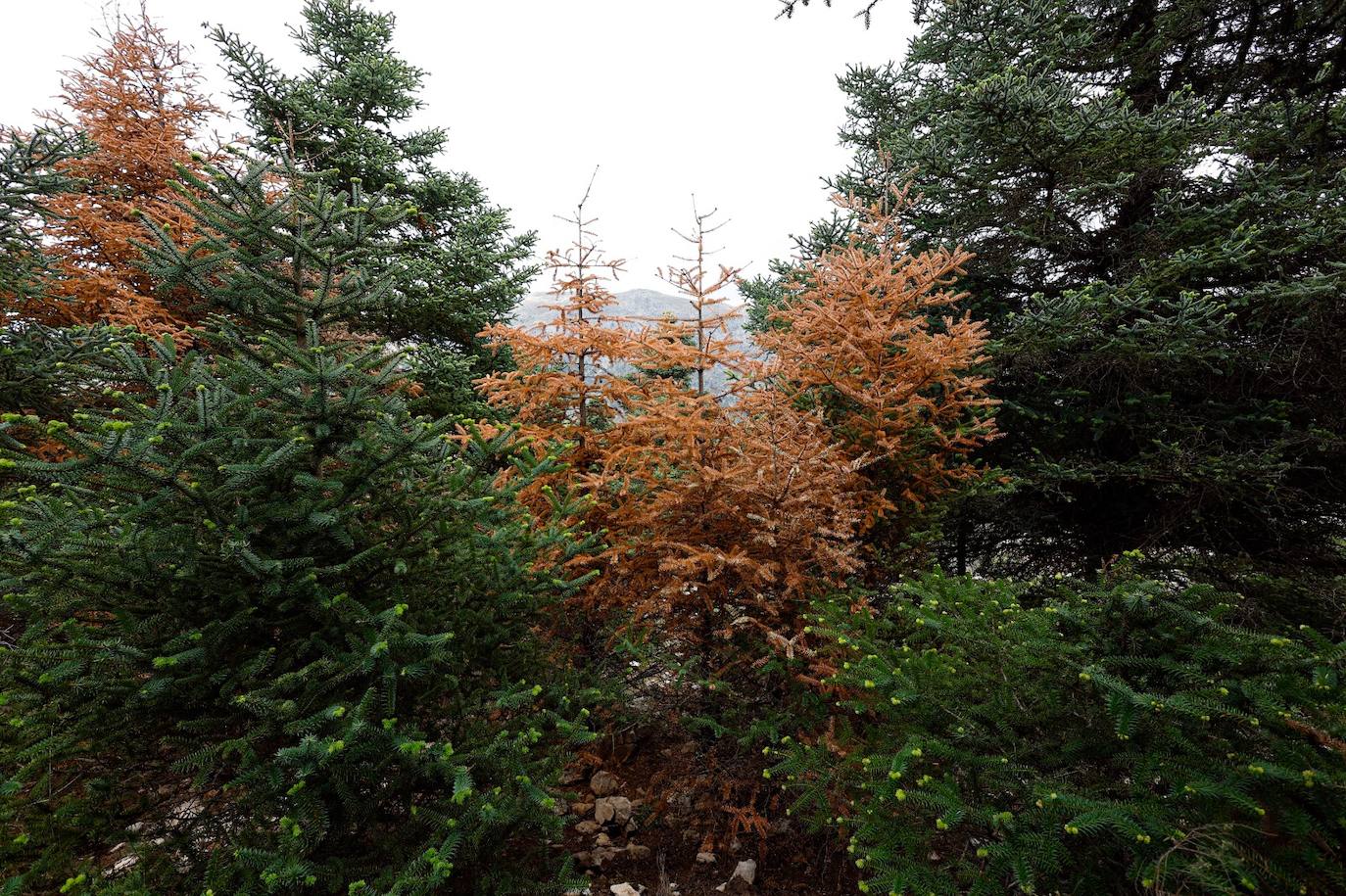 La situación de los pinsapos en la Sierra de las Nieves por la sequía, en imágenes