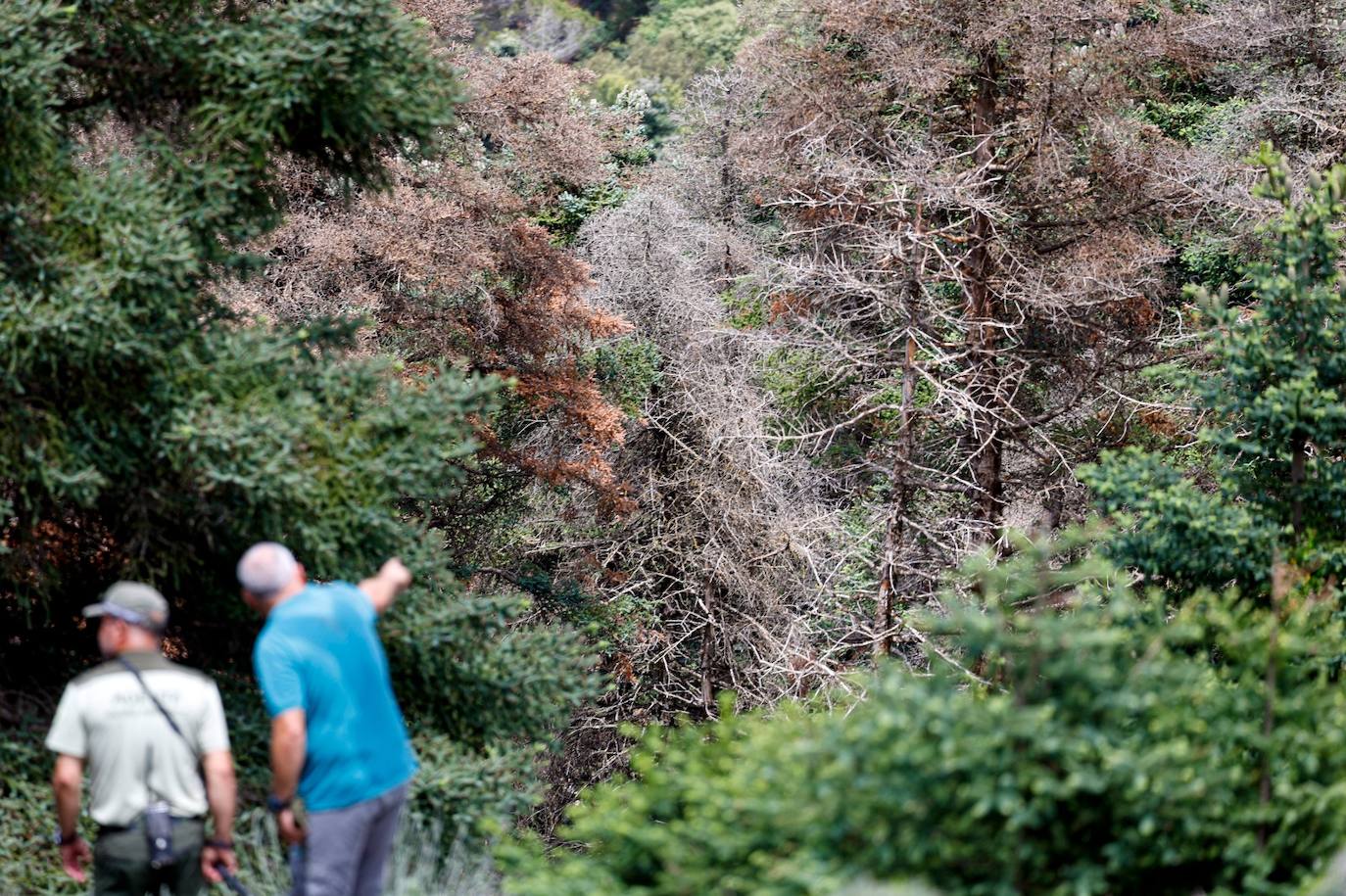 La situación de los pinsapos en la Sierra de las Nieves por la sequía, en imágenes