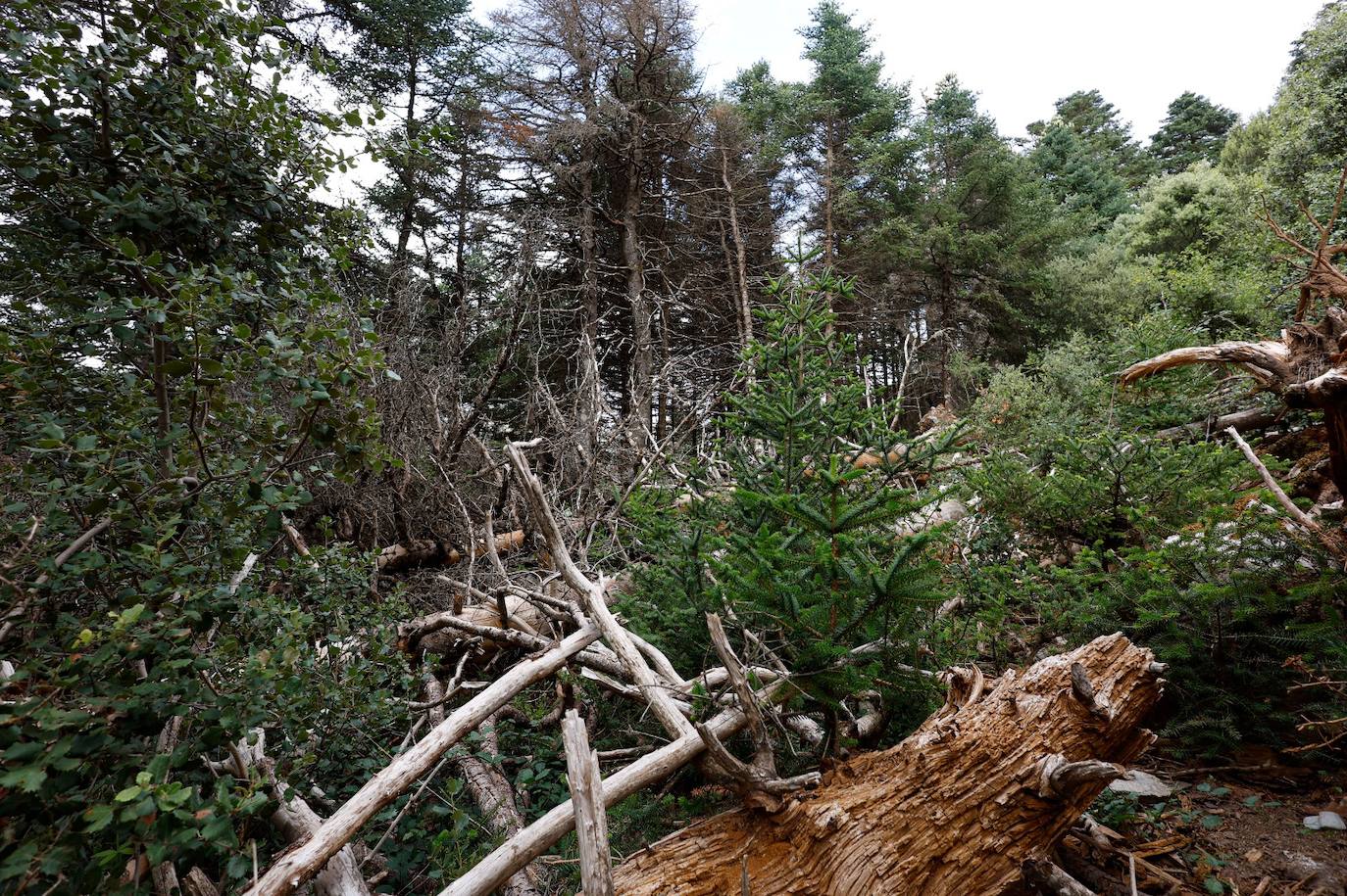 La situación de los pinsapos en la Sierra de las Nieves por la sequía, en imágenes