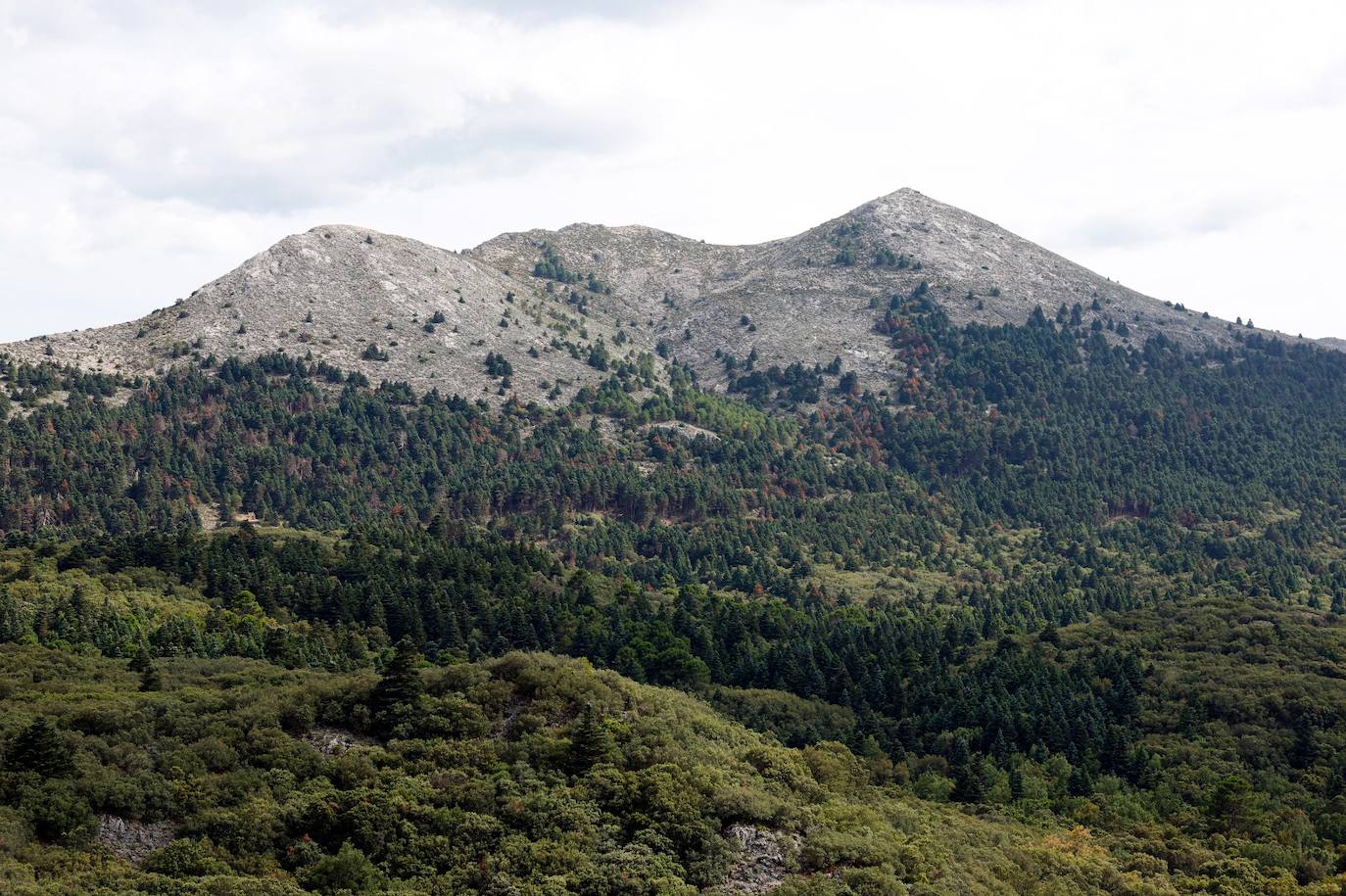 La situación de los pinsapos en la Sierra de las Nieves por la sequía, en imágenes