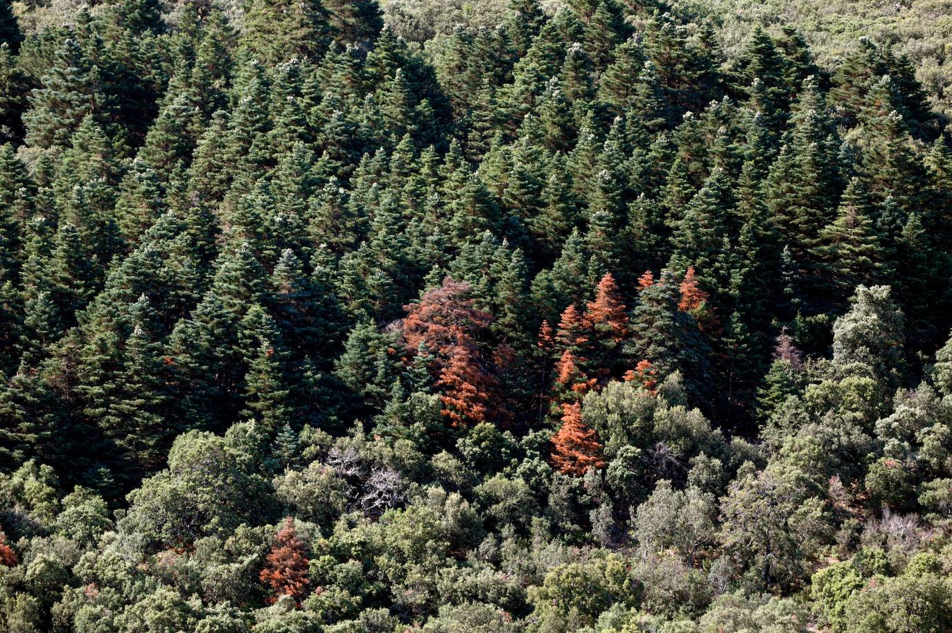 La situación de los pinsapos en la Sierra de las Nieves por la sequía, en imágenes