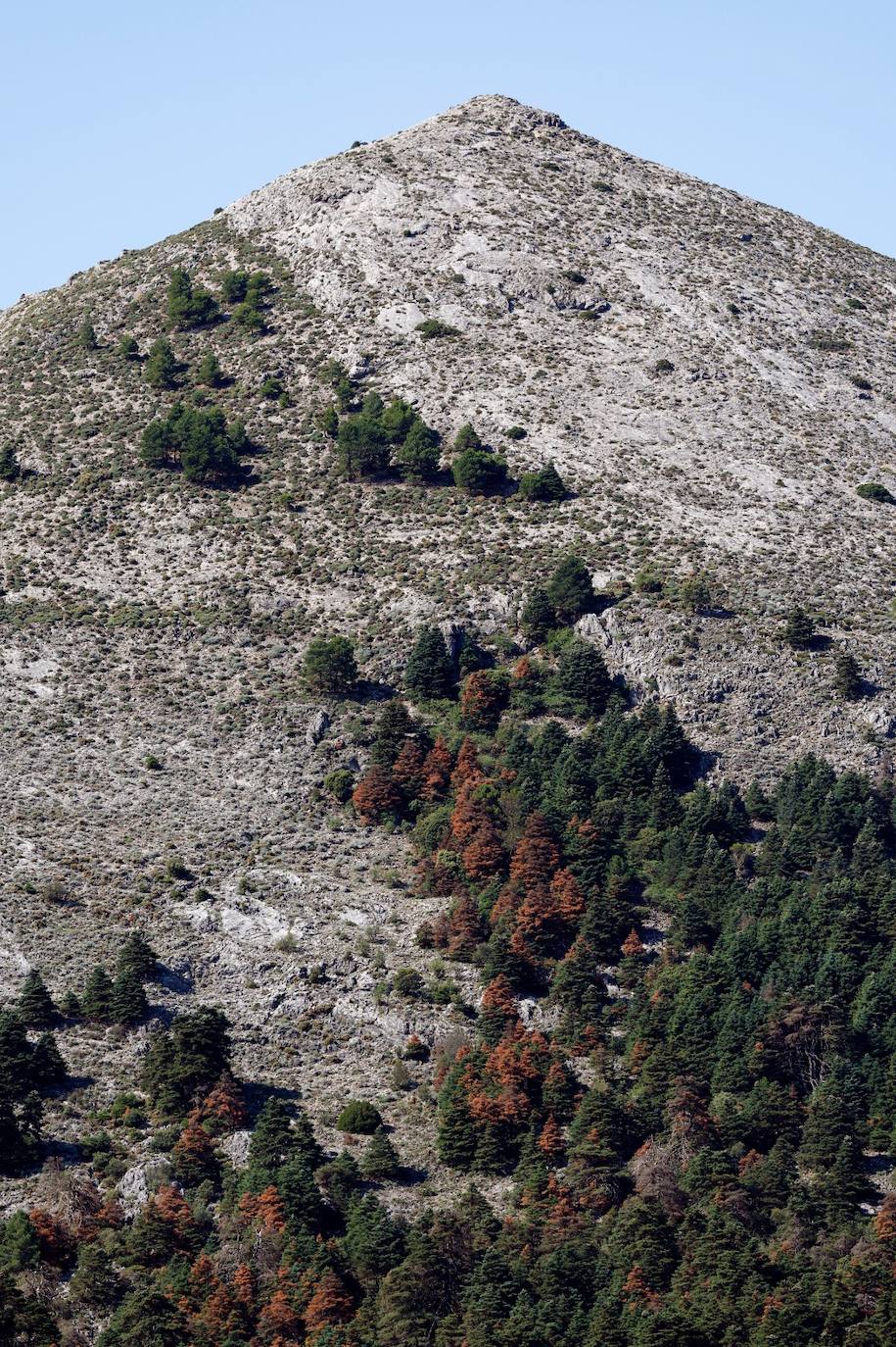 La situación de los pinsapos en la Sierra de las Nieves por la sequía, en imágenes