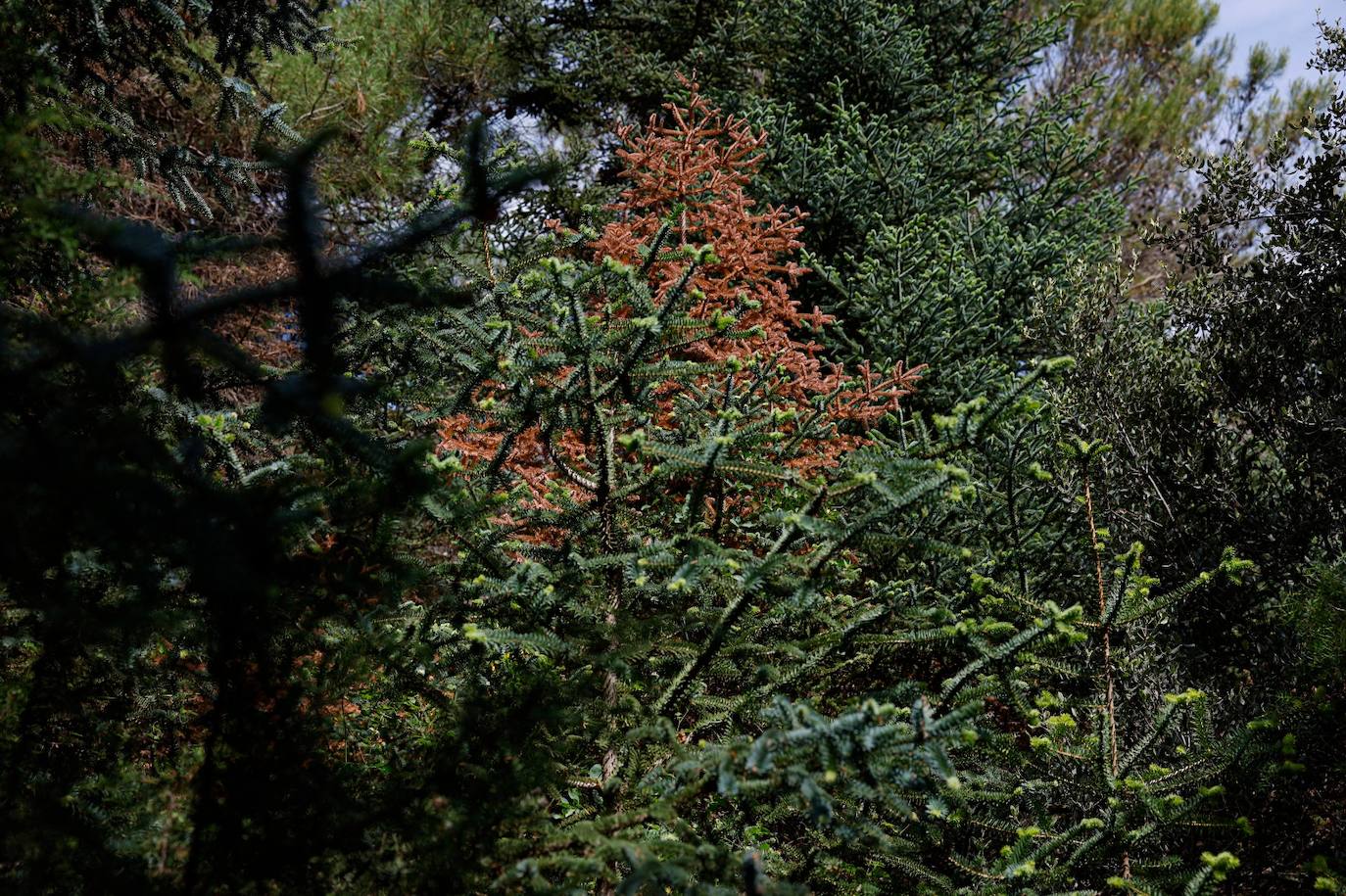 La situación de los pinsapos en la Sierra de las Nieves por la sequía, en imágenes