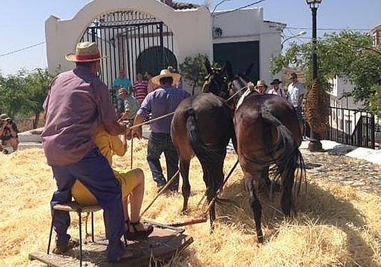 Frente a la ermita de Nuestra Semora de la Esperanza se recreará esta labor agrícola el domingo
